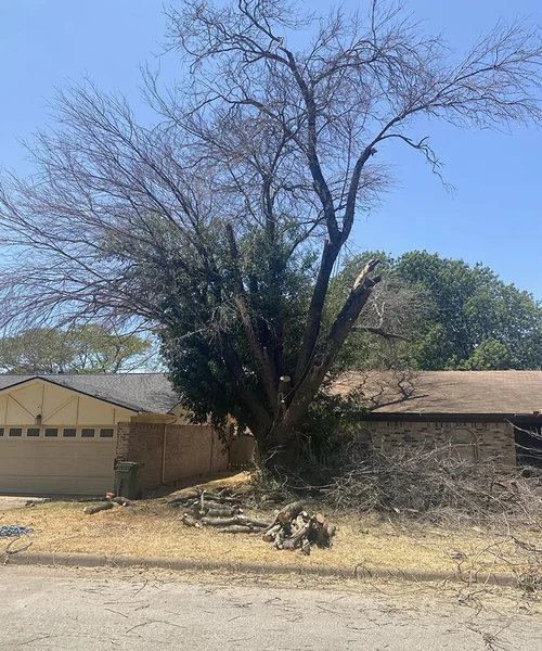 Tree Removal in Pantego 